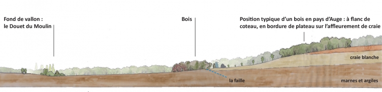 PoOla - architecture du paysage - Coupe géologique et paysage jardin de la Fontaine Pinel près de Pont l'Evêque